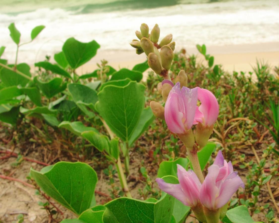 Recanto Do Encanto Florianópolis 외부 사진